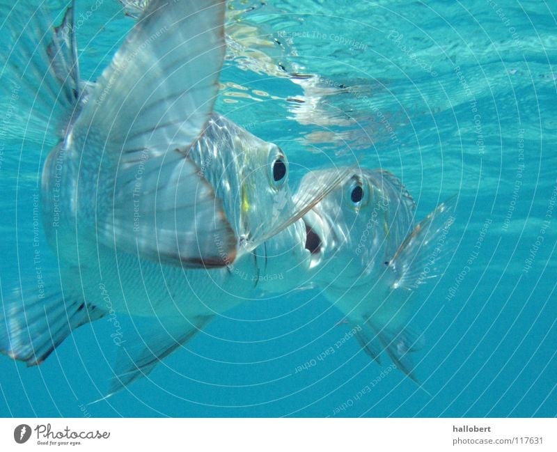 Malediven Water 10 Meer Riff tauchen Schnorcheln Ferien & Urlaub & Reisen Tierschutz Wasser Fisch Unterwasseraufnahme traumurlaub meer von unten deep blue sea