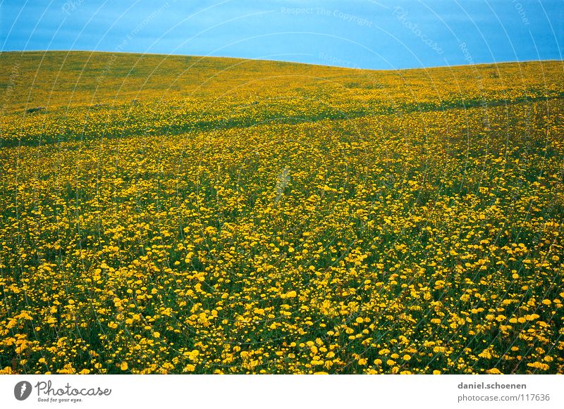 Frühlingswiese Sommer Hintergrundbild Blumenwiese schön zyan Wiese Freizeit & Hobby Blüte grün gelb Löwenzahn Erholung Horizont Hügel Wärme Schönes Wetter