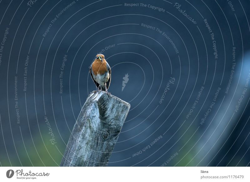 Zaungast Vogel Rotkehlchen sitzen Blick Aussicht Natur