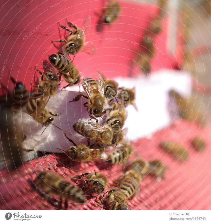 auf Arbeit | Teamwork Tier Nutztier Wildtier Biene Honigbiene Insekt Schwarm Bienenstock ästhetisch klein natürlich Arbeit & Erwerbstätigkeit Arbeitsplatz