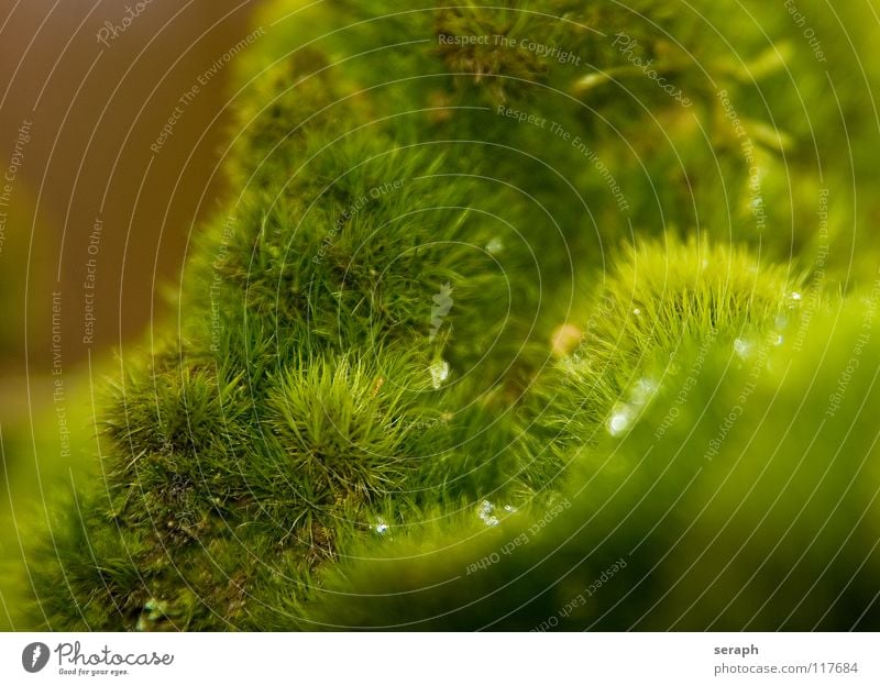 Mooswelt Pflanze grün Hintergrundbild Laubmoos Bodendecker Sporen Symbiose Natur mikro Flechten Makroaufnahme Botanik Wachstum Strukturen & Formen Waldboden