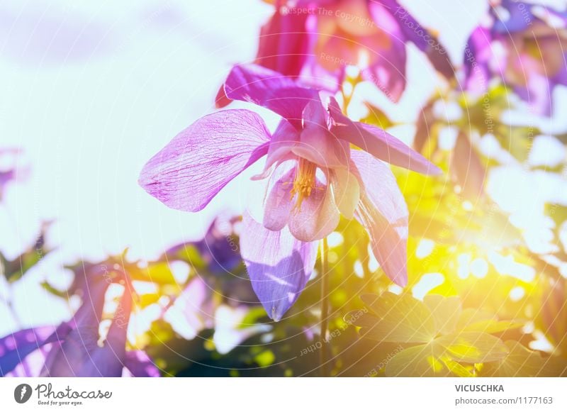 Akelei Blume im Sonnenuntergang Sommer Natur Pflanze Sonnenfinsternis Sonnenaufgang Sonnenlicht Frühling Schönes Wetter Blüte Garten Park Wiese Duft leuchten