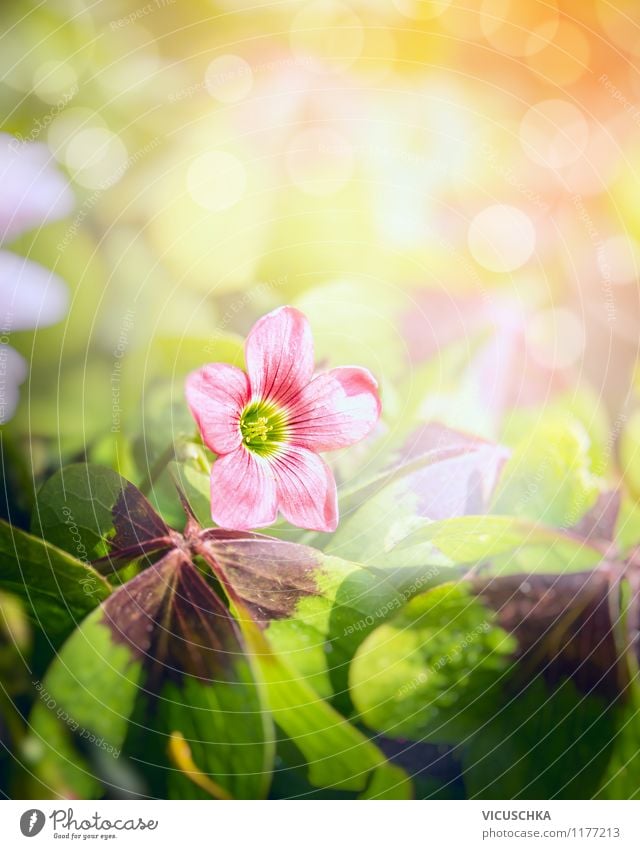 Glücksklee Blume Lifestyle Sommer Garten Dekoration & Verzierung Natur Pflanze Sonne Sonnenfinsternis Sonnenlicht Frühling Herbst Park Wiese Feld gelb grün rosa