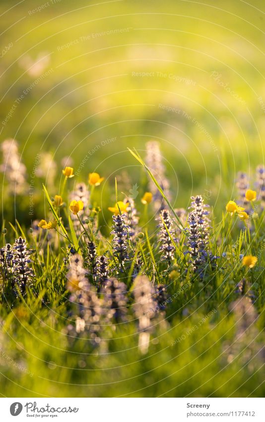 Aufblühen | UT Köln Natur Pflanze Sonnenlicht Frühling Sommer Schönes Wetter Blume Gras Park Wiese Blühend Wachstum frisch klein Wärme ruhig Duft Umwelt