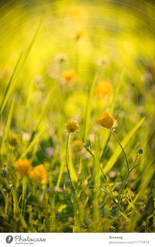 Wiesenzauber | UT Köln Natur Pflanze Sonnenlicht Frühling Sommer Schönes Wetter Blume Gras Sumpf-Dotterblumen Park Blühend Wachstum frisch klein Wärme gelb