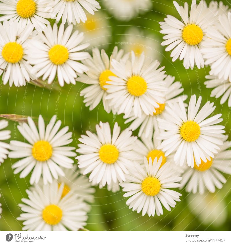 Daisy-Chain | UT Köln Natur Landschaft Pflanze Frühling Sommer Schönes Wetter Blume Gänseblümchen Park Wiese Blühend Wachstum klein natürlich gelb grün weiß