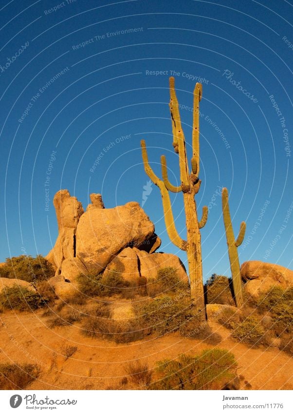 Phoenix Desert Amerika Kaktus Wüste Sonora Wüste Blauer Himmel Wolkenloser Himmel Klarer Himmel Freisteller Gesteinsformationen Menschenleer Steinblock