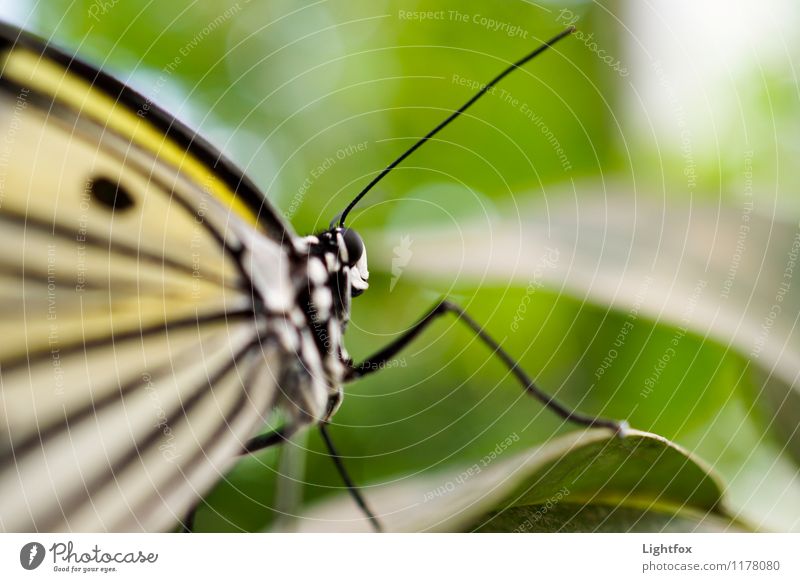 Mach nen Abflug Schmetterling 1 Tier Erholung Kindheit Stimmung Flugzeugstart Fühler Leichtigkeit Nektar Insekt Beine Tragfläche Farbfoto Außenaufnahme