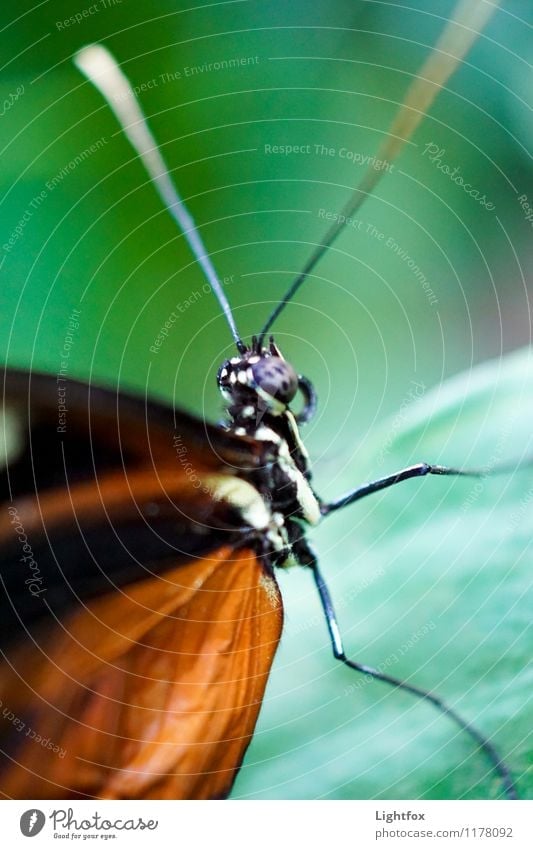 Oha Schmetterling 1 Tier Frühlingsgefühle Vorfreude Höhenangst Flugangst Flügel Facettenauge Fühler Insekt Garten Natur Raupe verpuppen Farbfoto Außenaufnahme