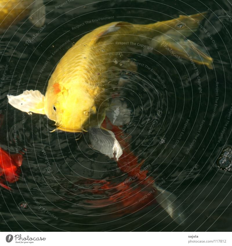 auf lauerstellung Tier Wasser Teich Fisch Schuppen Fischmaul Flosse Karpfen Koi Fischauge Auge Kopf Schwanzflosse 1 beobachten Fressen warten gelb weiß Hoffnung