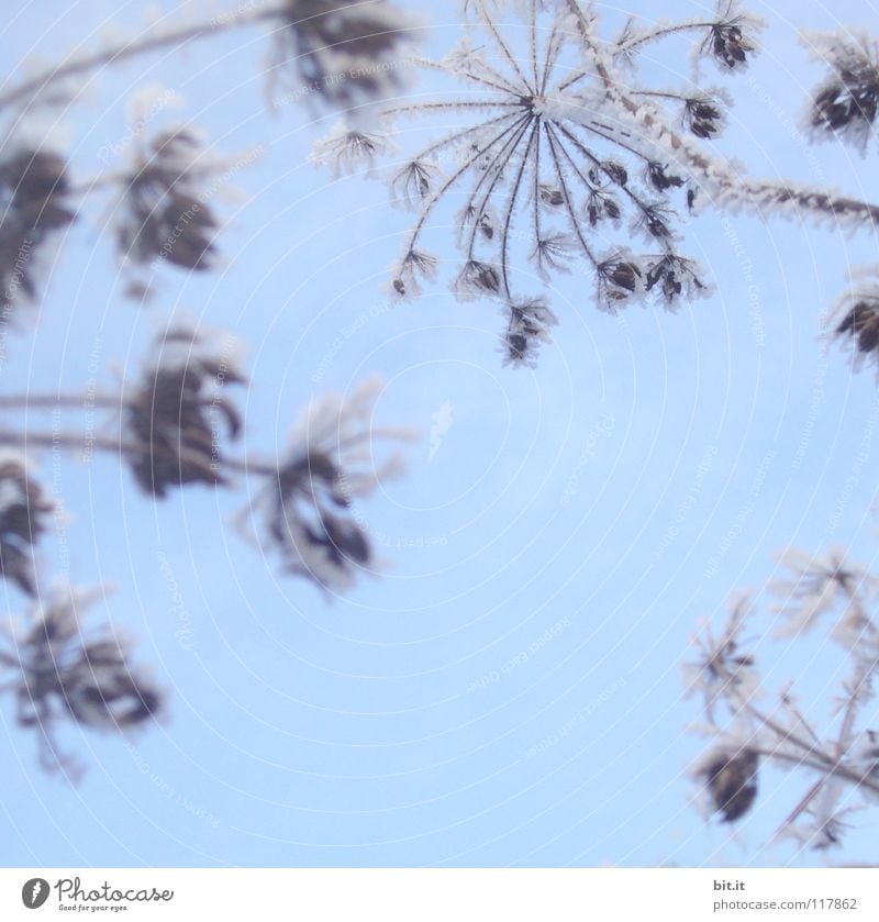 TIEFKÜHL schön Winter Schnee Himmel Eis Frost Blume träumen fantastisch kalt blau Surrealismus Eiskristall gefroren Märchenlandschaft Stern (Symbol)
