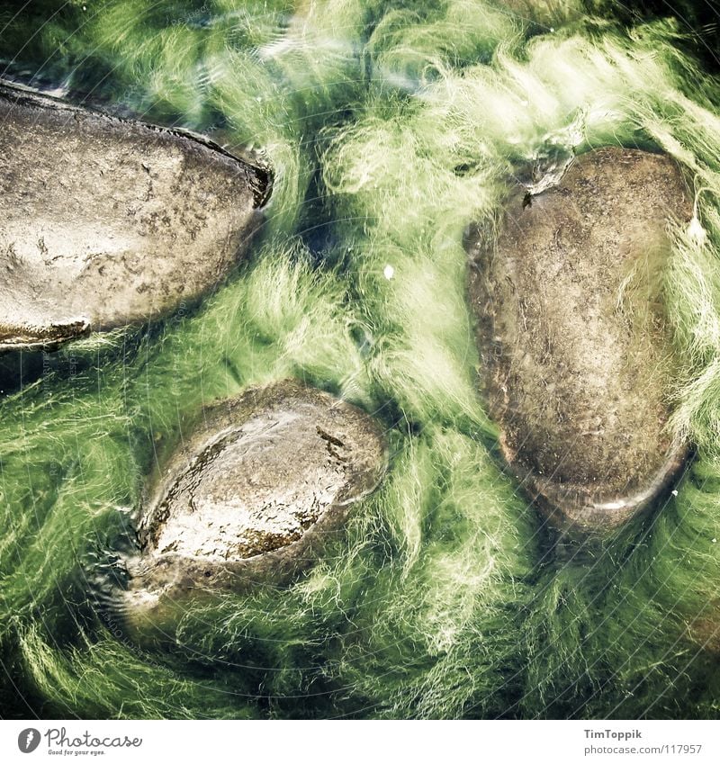 Eesti Algi Algen See Meer grün nass Atlantik Pazifik Indischer Ozean Verhext mystisch Urwald Amazonas Sumpf geheimnisvoll Stein Mineralien Strand Küste Wasser