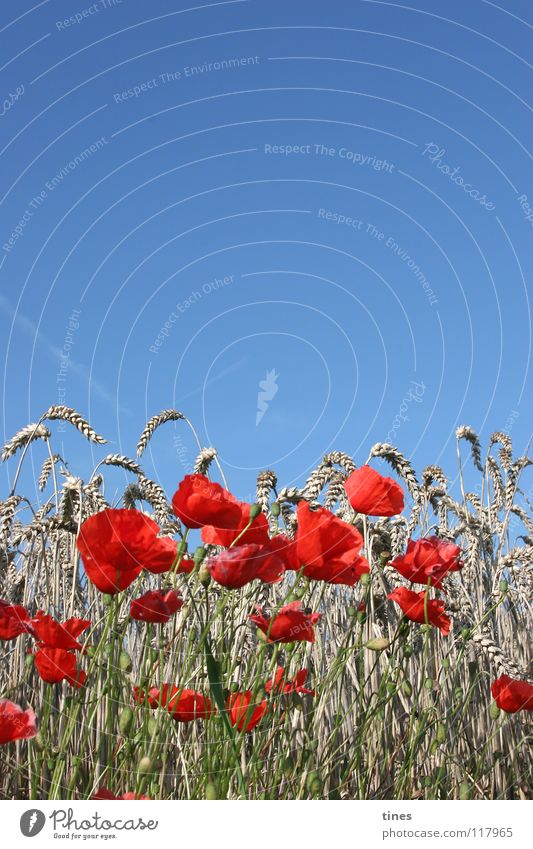 Bitte Klatschen Mohn! Feld Wiese rot beige Klatschmohn Physik kalt Hälfte Horizont Himmel blau geblümt Wärme Blumenstrauß