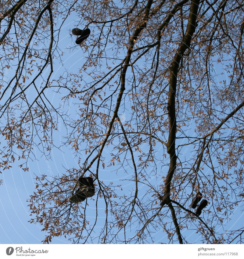 stiefelbaum Baum Schuhe Stiefel baumeln hängen Blatt schwarz Himmel Bekleidung Ast mit beiden beinen am boden on the ground feet on the ground werfen blau