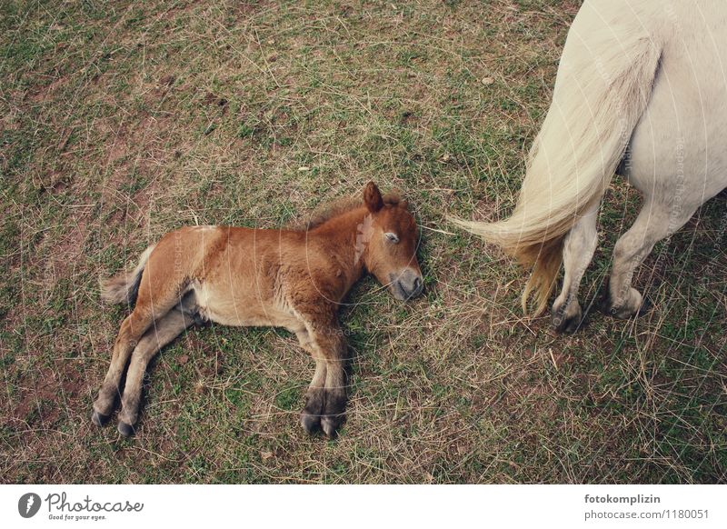 fohlen_leben_liegen Tier Pferd Tierpaar Tierjunges Tierfamilie genießen laufen lernen frei Zusammensein klein niedlich Tierliebe Verantwortung Wachsamkeit