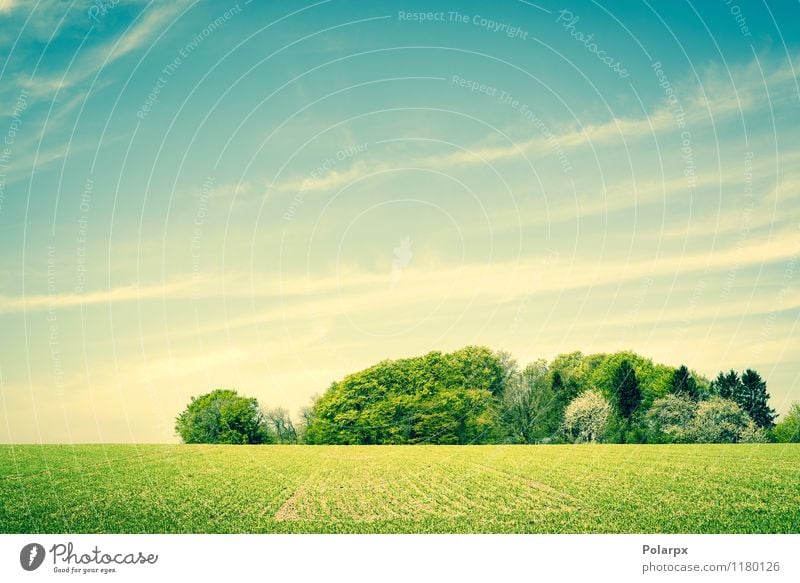 Grüne Landschaft Kräuter & Gewürze schön Sommer Sonne Umwelt Natur Pflanze Himmel Wolken Horizont Frühling Wetter Baum Gras Wiese Wald Wachstum hell natürlich