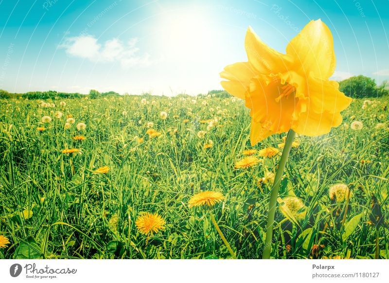 Narzisse auf einem Feld schön Sommer Sonne Garten Dekoration & Verzierung Ostern Gartenarbeit Umwelt Natur Pflanze Himmel Frühling Blume Gras Blatt Blüte Wiese