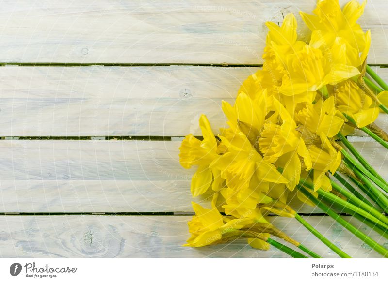 Narzissen auf einem Tisch Design schön Garten Dekoration & Verzierung Ostern Gartenarbeit Natur Pflanze Frühling Blume Blatt Blüte Blumenstrauß Wachstum frisch