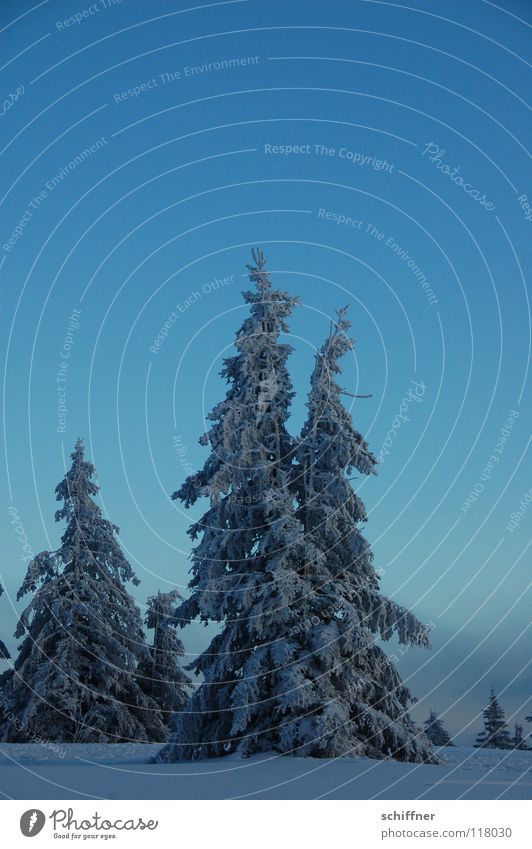 Ä Tännchen II Schwarzwald Kandel Tanne Winter Schneelandschaft kalt Gipfel Wolken Ferne Idylle Unendlichkeit Schneewandern Loipe Nadelgehölz Eis Schatten