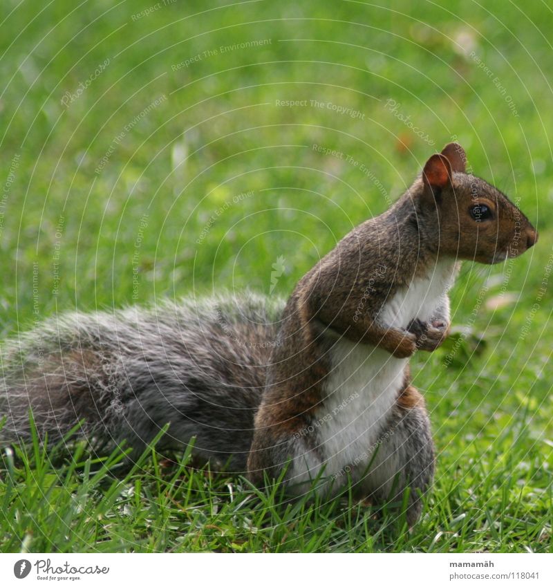 Lieblingstier: Eichhörnchen! Teil 2 Pfote buschig süß klein niedlich Baum Wiese Gras Toronto Park Geschwindigkeit braun Fell Nagetiere Säugetier squirrel