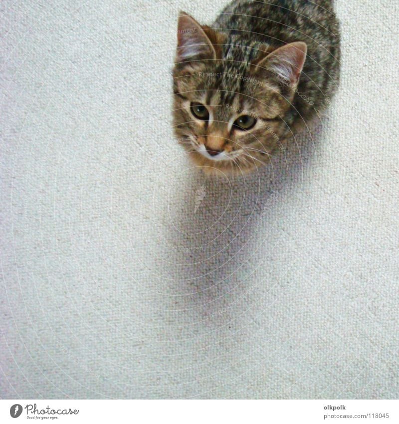 die kleine mit den großen ohren Katze Fell Teppich weiß Tigerfellmuster weich Schnauze gehorsam Vogelperspektive Säugetier Kitty Tigerkatze Ohr Schatten