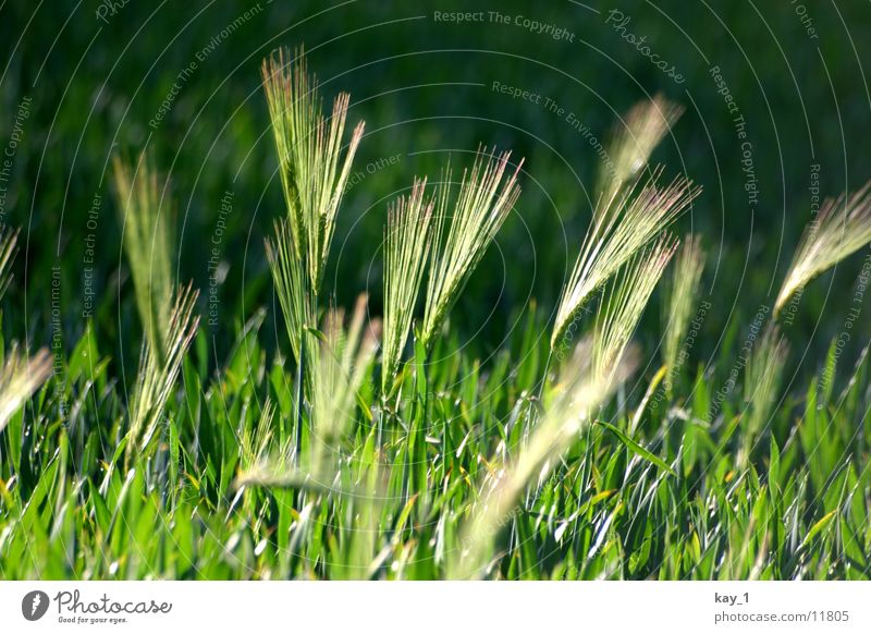 Grün ist das Feld grün Weizen Getreide Abend Amerika Pflanze evening corn field