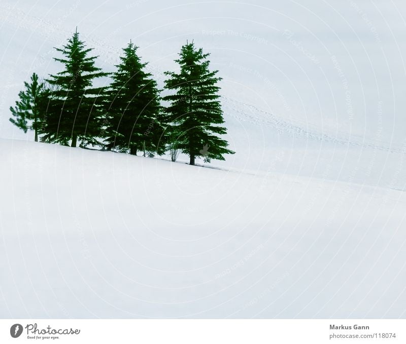 Tannen im Winter weiß kalt grün Baum Berghang Schnee minus Eis mehrere Berge u. Gebirge