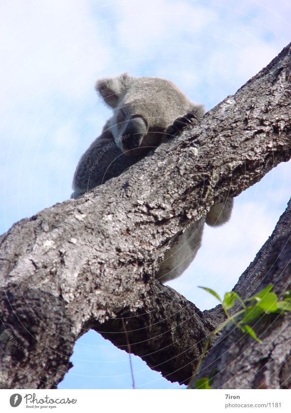 Koala Bär Australien Beuteltiere