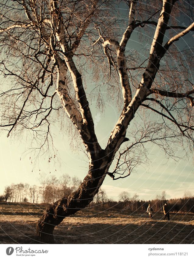 Abendspaziergang Winter kalt Einsamkeit ruhig Wiese gefroren Stimmung Sehnsucht Feld Erscheinung Baum bewegungslos Birke Horizont Spaziergang Luft atmen Gedanke