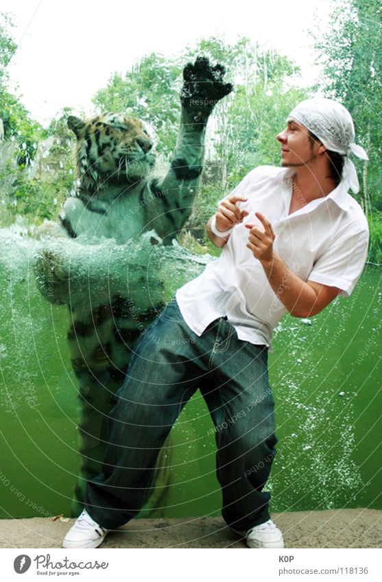 Tiger-Dance begegnen Zusammensein Überraschung Zoo seltsam Freude K0P KOP Tier. Zoo Bewegung Tanzen Wasser dance
