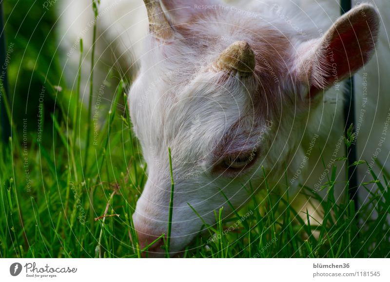Boden- und Ackertag | Nutzungfläche Pflanze Frühling Sommer Gras Weide Wiese Tier Nutztier Tiergesicht Fell Ziegen Tierjunges Kopf Auge Ohr Horn Maul Fressen
