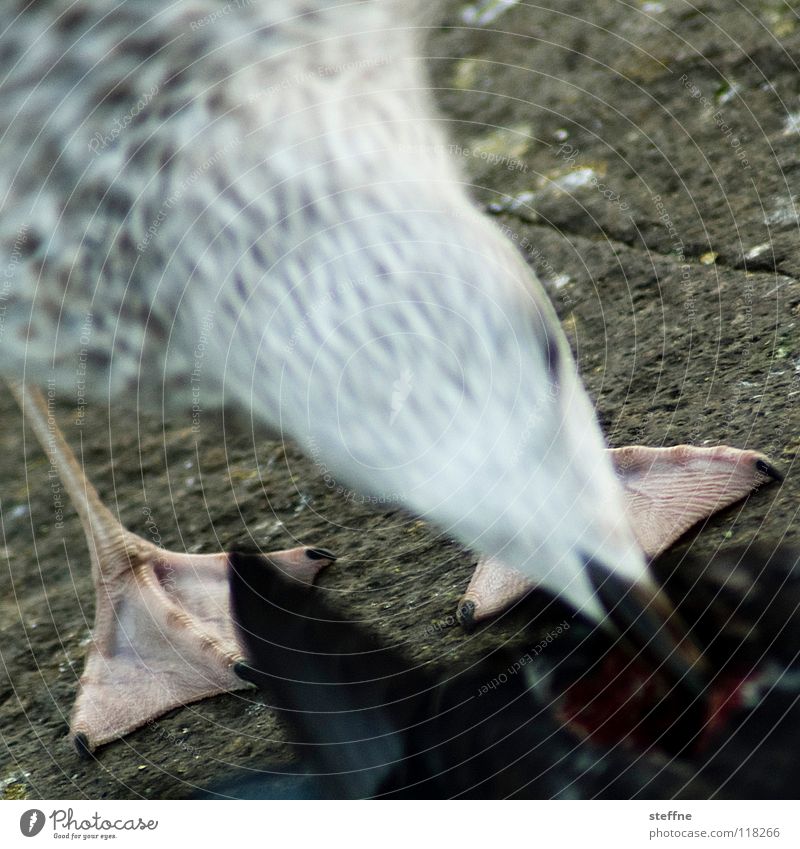 Möwe IV: Zuschlagen Vogel weiß Feder Möwenvögel Lachmöwe Schnabel Appetit & Hunger Fressen Futter Natur Unschärfe Schwimmhaut Anschnitt Detailaufnahme