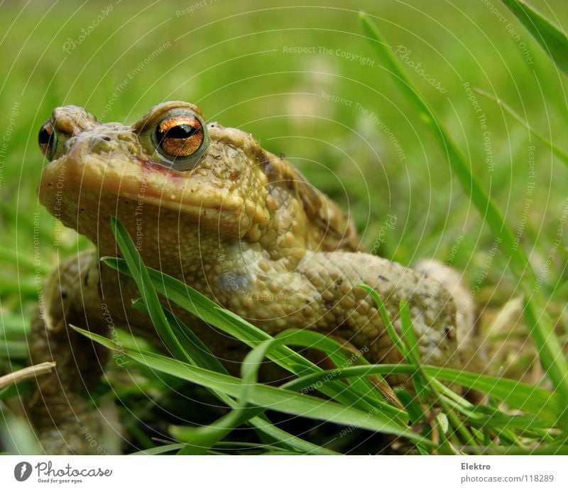 Der Froschkönig Auge Froschlurche Kröte Lurch Grasfrosch Tier hüpfen springen Wiese Feld Moorfrosch Unke Ekel Quaken braun fangen gefangen Hand Küssen Märchen