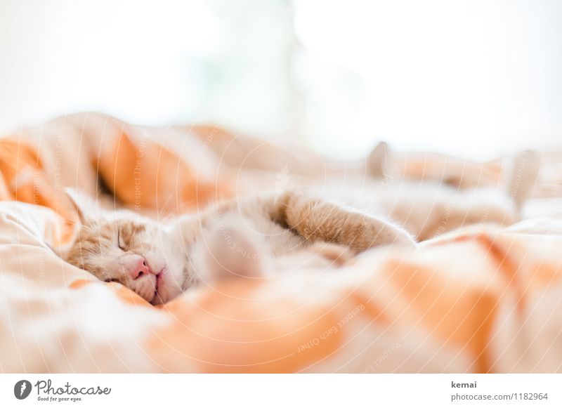 Procrastination deluxe Tier Haustier Katze 1 liegen schlafen ästhetisch klein niedlich schön orange Zufriedenheit Lebensfreude Geborgenheit Warmherzigkeit