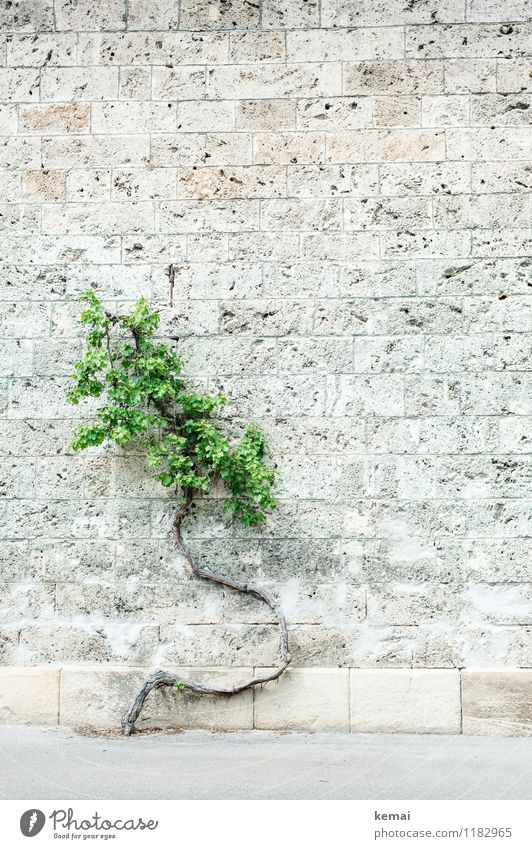 Wachstumsstörungen Pflanze Baum Blatt Baumstamm Mauer Wand Steinmauer außergewöhnlich hell grün verwachsen Kurve abartig seltsam ausweichen Ausweg Farbfoto