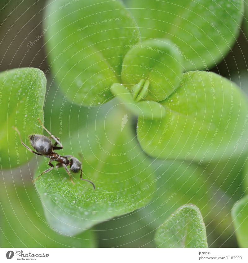 Ameise auf Grün Umwelt Natur Pflanze Tier Frühling Schönes Wetter Blatt Wildtier 1 grün Insekt krabbeln Farbfoto Außenaufnahme Nahaufnahme Makroaufnahme