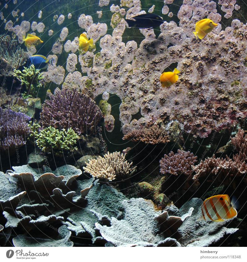 fishtank IV Aquarium Korallen Meer Fisch Wasser