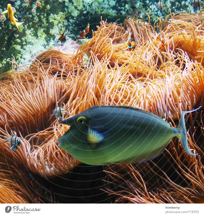 fishtank V Aquarium Korallen Meer Fisch Wasser