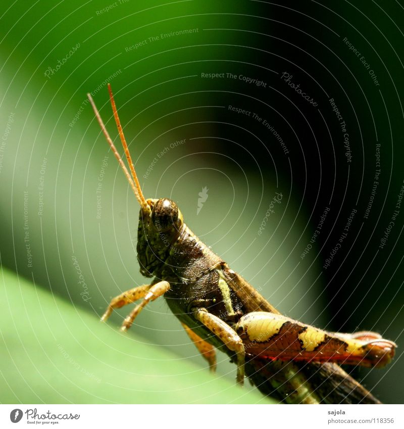 grasshopper Umwelt Natur Tier Urwald Tiergesicht Heuschrecke Insekt Steppengrashüpfer Hinterbein Fühler Beine Auge 1 beobachten warten braun grün Singapore