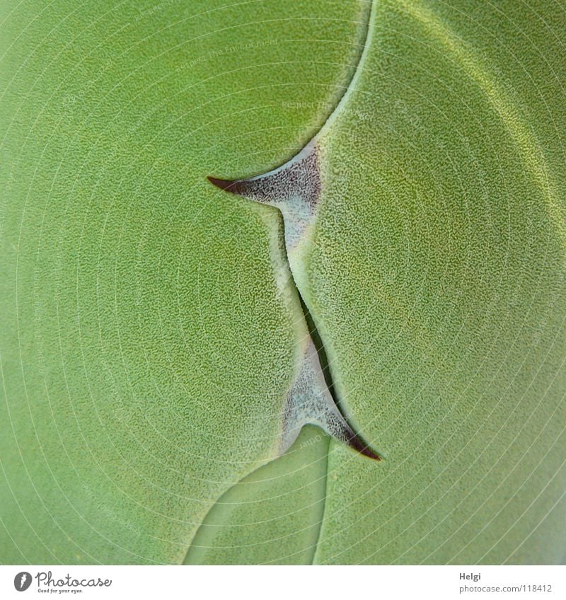 Nahaufnahme von Agavenblättern mit spitzen Dornen Pflanze Sukkulenten Kaktus grün braun Wachstum Zierpflanze Zusammensein nebeneinander groß klein gedeihen
