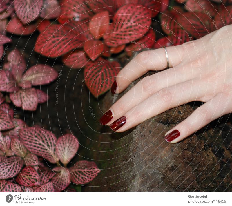 "Red, red, my world is red" schön Körperpflege Haut Maniküre Nagellack Sinnesorgane feminin Frau Erwachsene Hand Finger Natur Pflanze Blatt Schmuck berühren