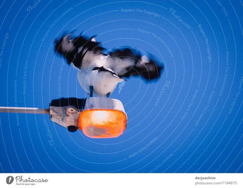 Ein  Pelikan sitzt auf einer leuchteten Laterne und schwingt seine Flügel, kurz vor seinem Abflug. Blick von unten. exotisch harmonisch Sommer Umwelt