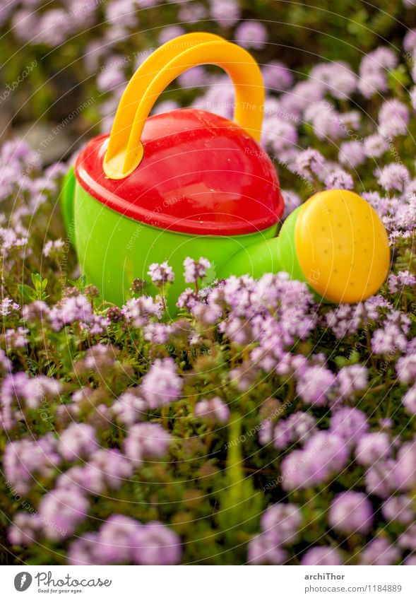 Wasserwerfer Gartenarbeit Sommer Natur Pflanze Frühling Thymian Gießkanne Spielzeug Kindergießkanne Kunststoff Blühend niedlich gelb grün violett orange rot