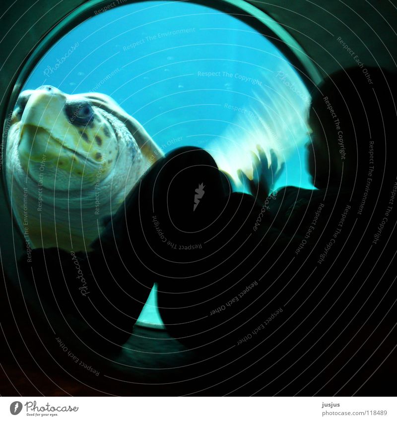 Begegnung Unterwasseraufnahme Kind Schildkröte Meer Meerwasser begegnen geheimnisvoll Aquarium Tier Tierschutz Umweltschutz tauchen winken U-Boot Kröte turtle