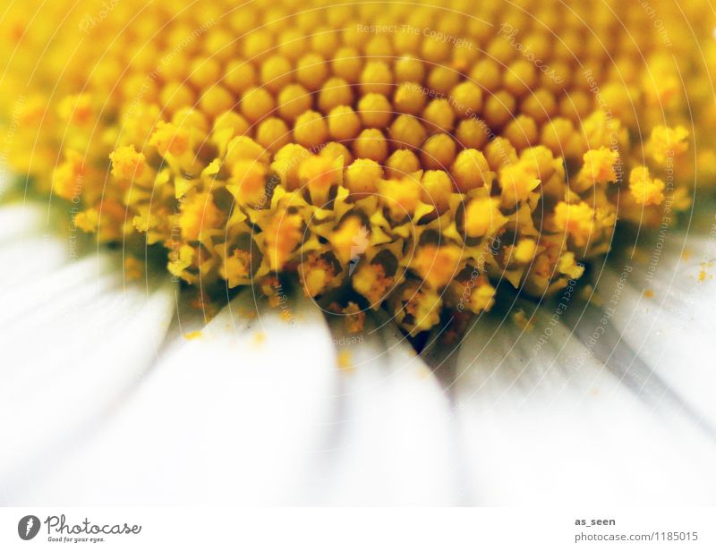 Inneres Honig Honigbiene Bioprodukte schön Wellness harmonisch Frühling Sommer Pflanze Blume Blüte Margerite Gänseblümchen Kamille Blütenstempel Pollen