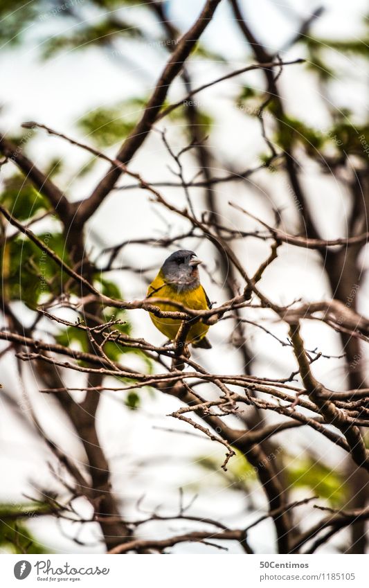 kleiner gelber Vogel Umwelt Natur Landschaft Schönes Wetter Pflanze Baum Wald Argentinien Tier Wildtier 1 kalt blau grün ruhig Farbfoto Außenaufnahme