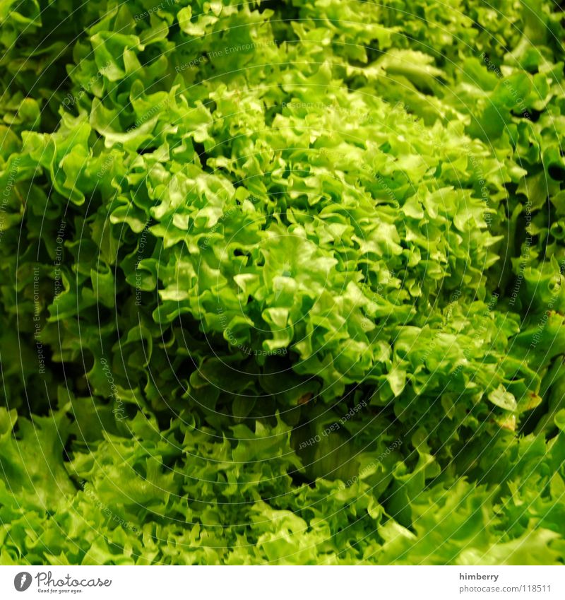 salatcase grün ökologisch Biologische Landwirtschaft Ernährung Grünpflanze Gesundheit Vitamin Gemüse Vegetarische Ernährung Salat Lebensmittel salad supermart