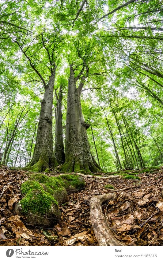 Buchen Natur Landschaft Pflanze Urelemente Erde Sommer Baum Moos Blatt Grünpflanze Wildpflanze Buchenwald Baumstamm gezeichnet alt Wald entdecken Wachstum wild