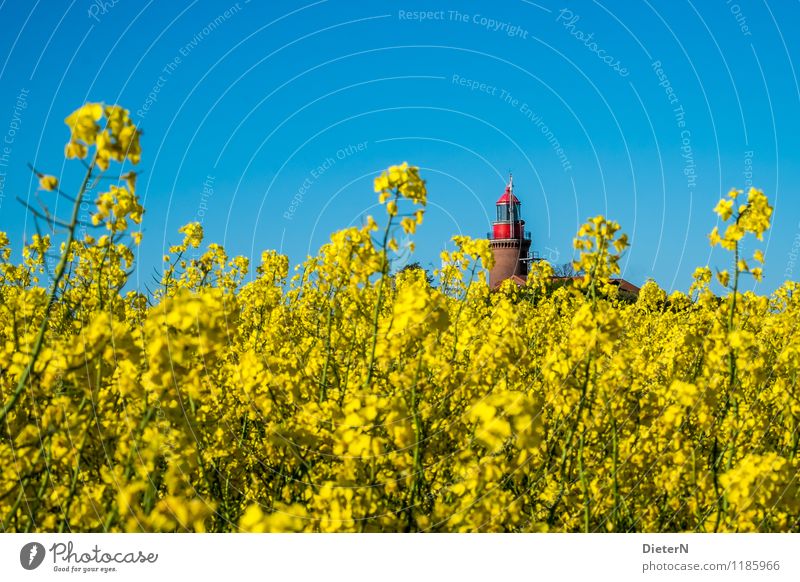 herausragend Umwelt Landschaft Pflanze Himmel Wolkenloser Himmel Frühling Schönes Wetter Nutzpflanze Feld Küste Ostsee blau gelb rot Raps Rapsfeld Rapsblüte