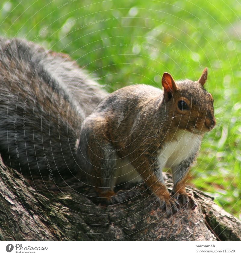 Lieblingstier: Eichhörnchen! Teil 4 Pfote buschig süß klein niedlich Baum Wiese Gras Toronto Park Geschwindigkeit braun Fell Nagetiere Säugetier squirrel